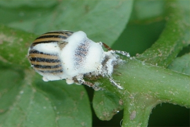 Bugguard-2