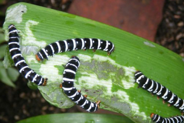Bugguard-3