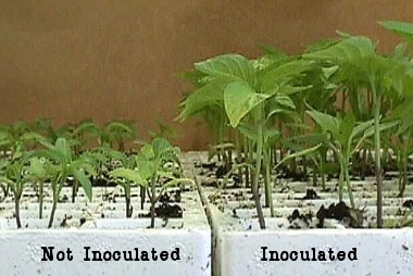 Inoculants-2