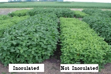 Inoculants-3