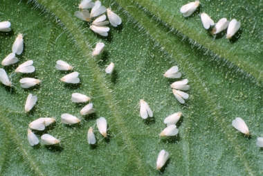 Peststop-1