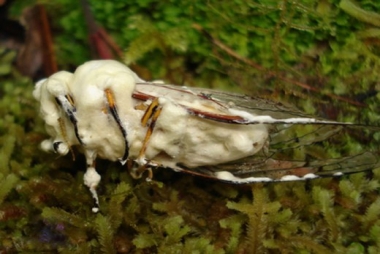 Peststop-2