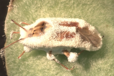 Peststop-3