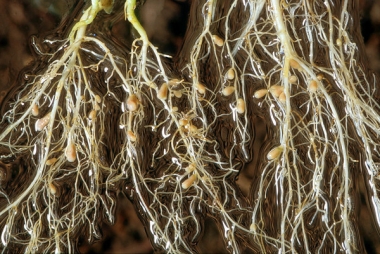 Rhizobia-1