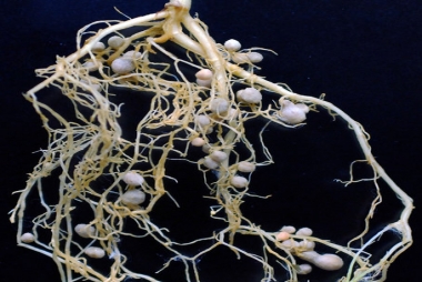 Rhizobia-2