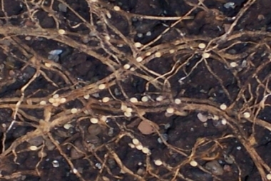 Soilfix-1